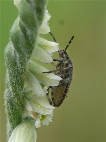 Spiranthes spiralis